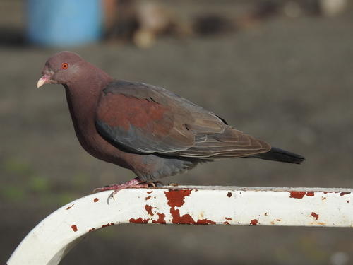Pigeon à bec rouge (Patagioenas flavirostris)