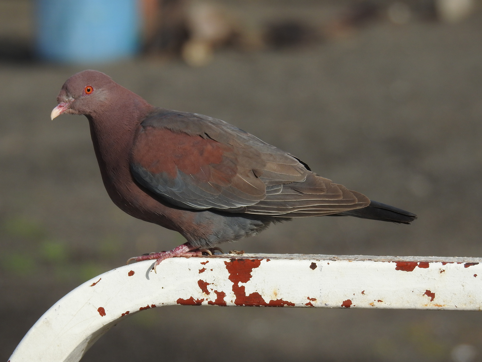 Red-billed Pigeon illustration