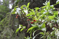 Solanum pubigerum