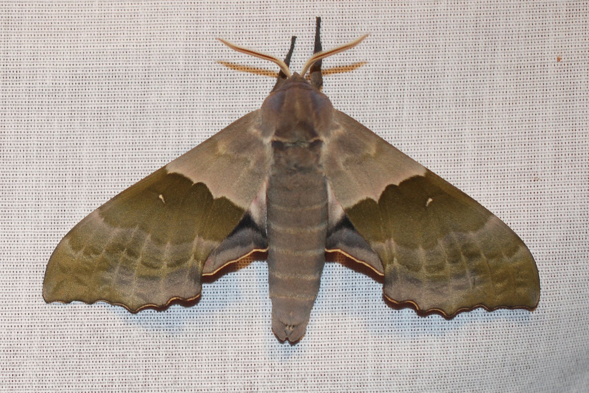 Modest Sphinx (Pachysphinx modesta) · iNaturalist
