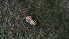 Cyclosia papilionaris