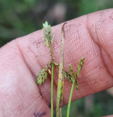 Image of Cyperus aquatilis by (c) Greg Tasney, some rights reserved (CC BY-SA)