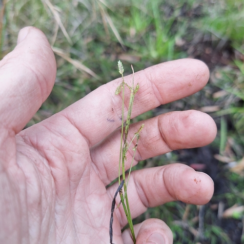 Image of Cyperus aquatilis by (c) Greg Tasney, some rights reserved (CC BY-SA)
