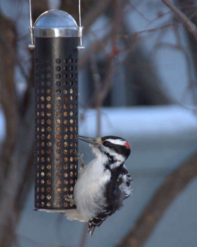 Hairy Woodpecker (Northern)