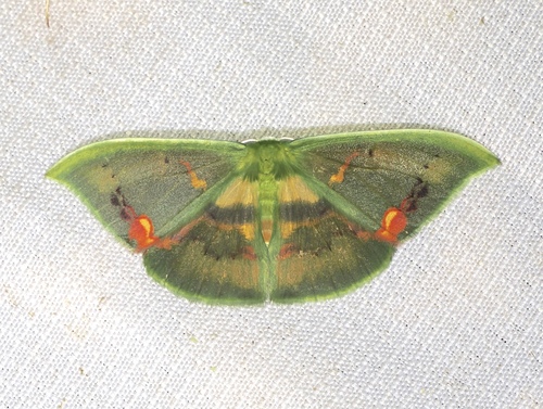 Rhodochlora exquisita