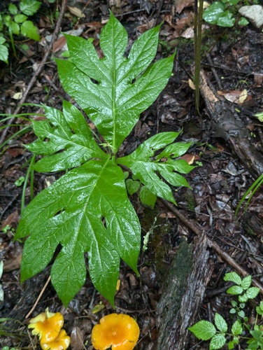 Triosteum pinnatifidum iNat (3)