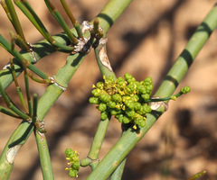 Ephedra aphylla