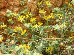Acmispon brachycarpus