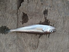 Merlangius merlangus