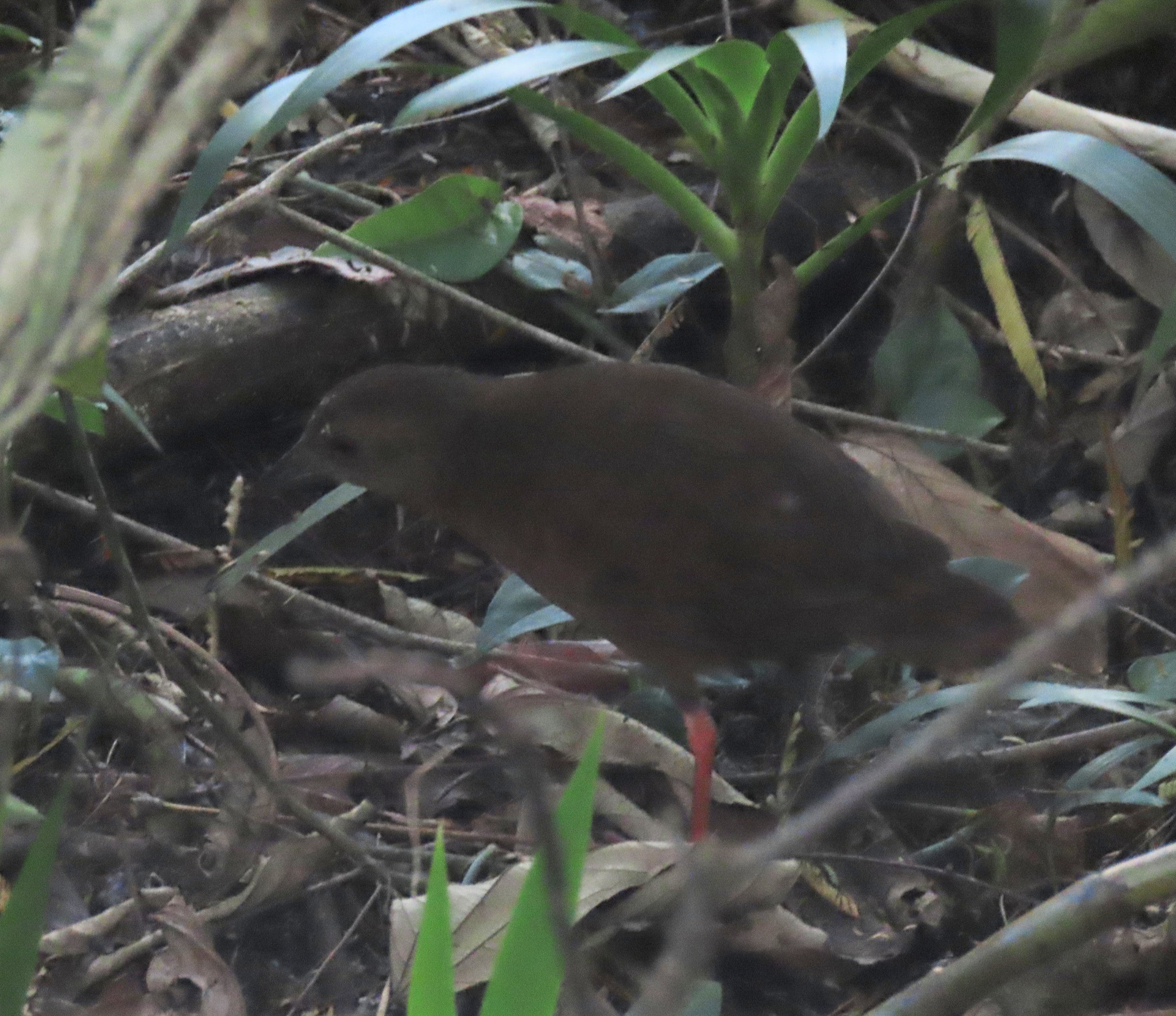 Uniform Crake (Amaurolimnas concolor), photo 3