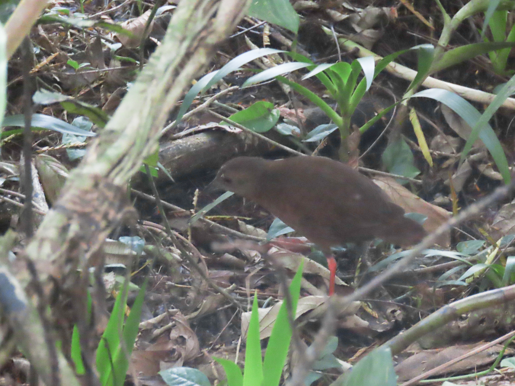 Uniform Crake (Amaurolimnas concolor), photo 2
