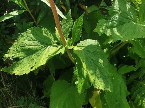 Image of Valeriana pyrenaica by (c) Clément Maouche, some rights reserved (CC BY)