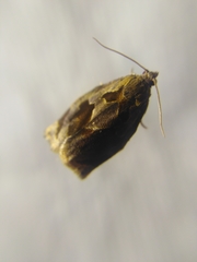 Archips crataegana