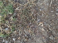 Selaginella wallacei image