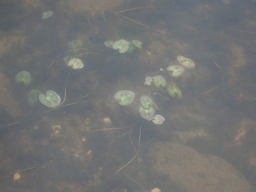 Image of Nymphoides cordata by no rights reserved