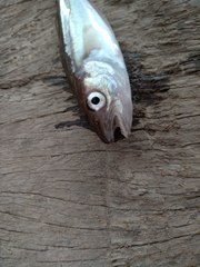 Merlangius merlangus