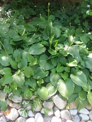 Hosta ventricosa