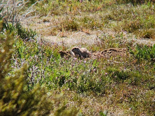 Mohave Ground Squirrel