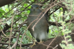 Accipiter tachiro