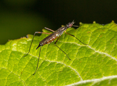 Micropeza corrigiolata