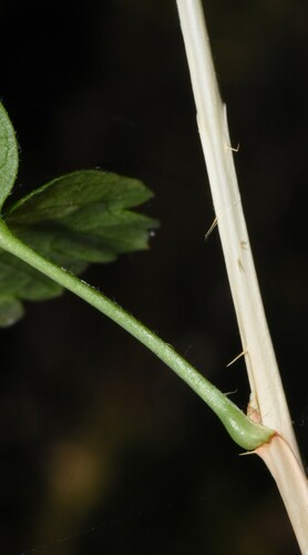 Image of Ribes inerme by (c) Gabriel Campbell-Martinez, some rights reserved (CC BY)