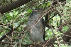 Accipiter tachiro