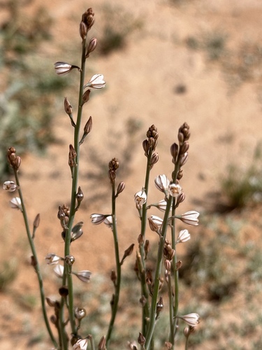 Annual Asphodel