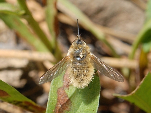 iNaturalist observation photo of Woolly Bee Flies