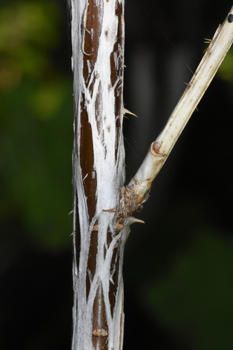 Image of Ribes inerme by (c) Gabriel Campbell-Martinez, some rights reserved (CC BY)