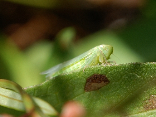 iNaturalist observation photo of Typical Leafhoppers