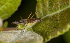 Micropeza corrigiolata