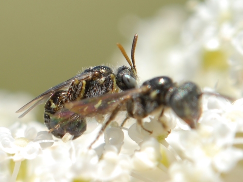 iNaturalist observation photo of Fairy Bees