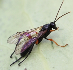 Phaenolobus terebrator