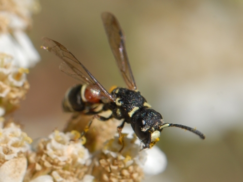 iNaturalist observation photo of Leptochilus Wasps