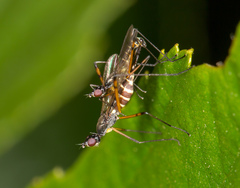 Micropeza corrigiolata