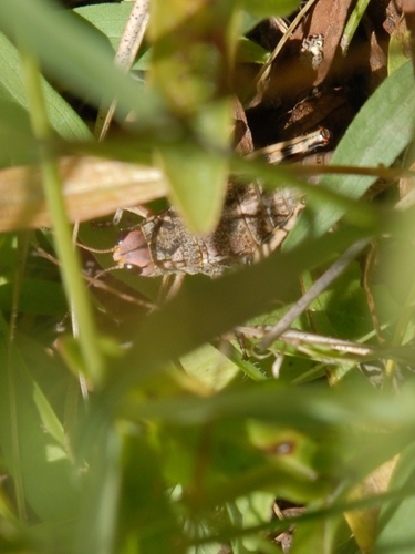 iNaturalist observation photo of Slow Mountain Grasshopper