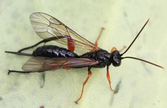 Phaenolobus terebrator