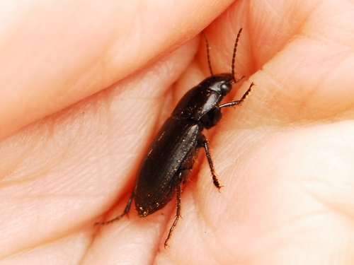 iNaturalist observation photo of Harpalinae