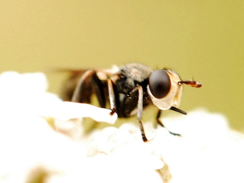 iNaturalist observation photo of Thecophora