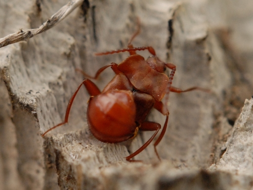 iNaturalist observation photo of Xenodusa reflexa