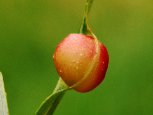 iNaturalist observation photo of Willow Apple Gall Sawfly