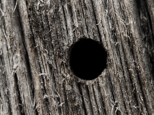 iNaturalist observation photo of Ants, Bees, and Stinging Wasps