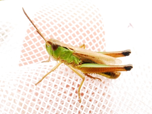 iNaturalist observation photo of Marsh meadow grasshopper