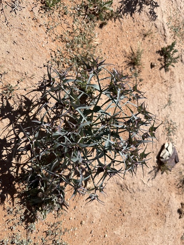 Euphorbia retusa