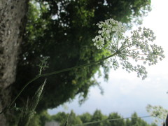 Peucedanum oreoselinum