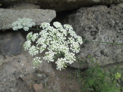 Peucedanum oreoselinum
