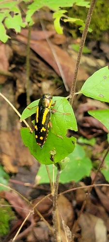 Red-legged Buprestis Beetle photo 5