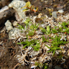 Cherleria biflora