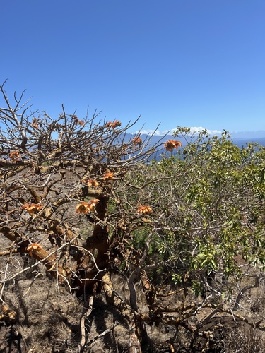 Erythrina sandwicensis observed 2024-08-07