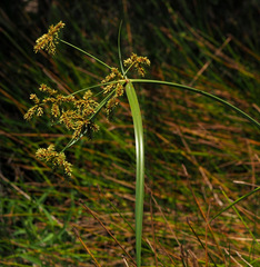 Cyperus dives